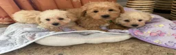 Westiepoo dogs for sale: Toy Westiepoo Puppies (Westie x Toy Poodle) - Advert 1