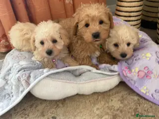 Westiepoo dogs Toy Westiepoo Puppies (Westie x Toy Poodle) - Advert 4