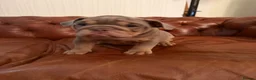 Olde English Bulldogge dogs for sale: Olde English Bulldogge  - Advert 10
