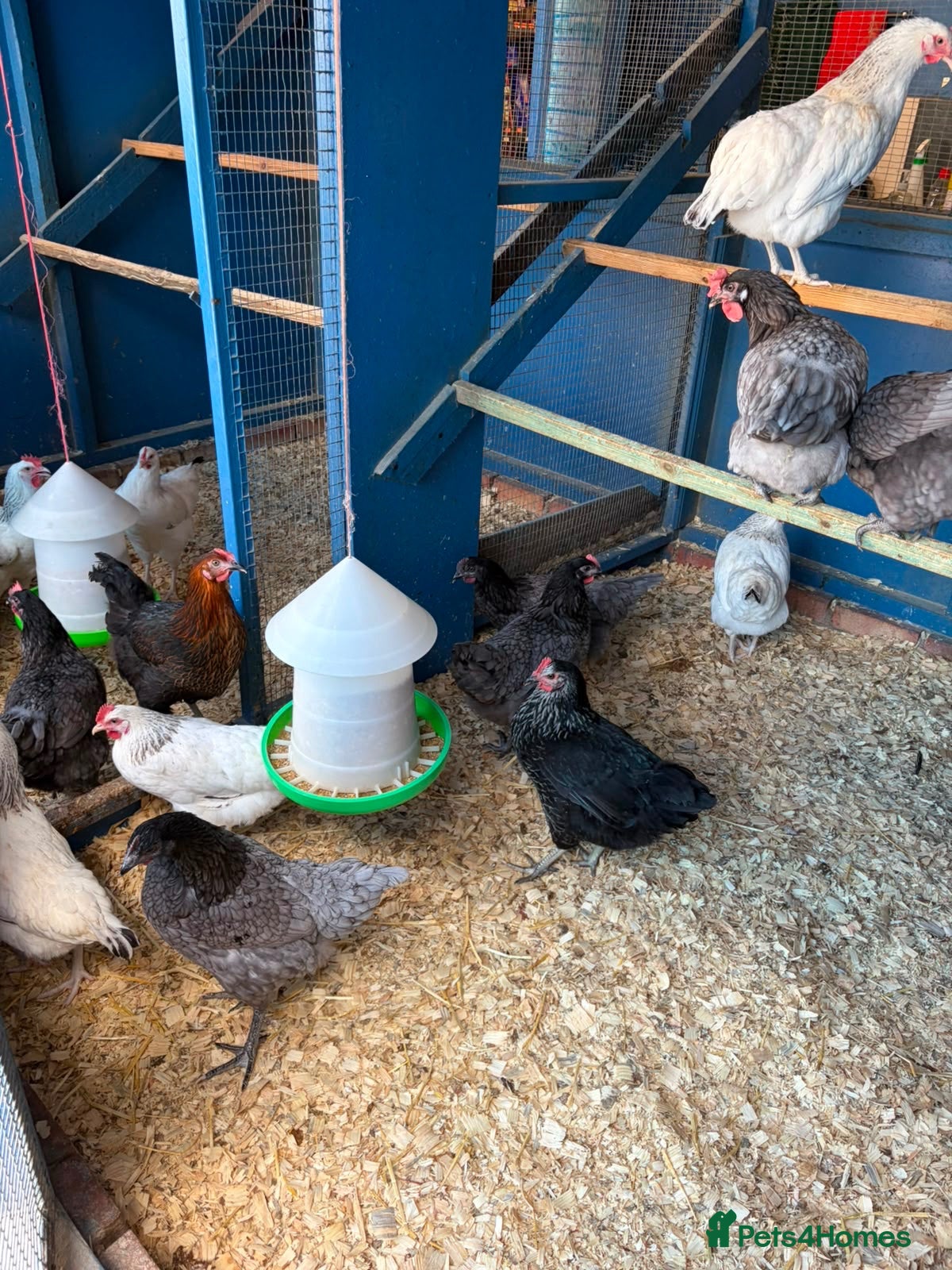 Chickens poultry POL hens  - Advert 1