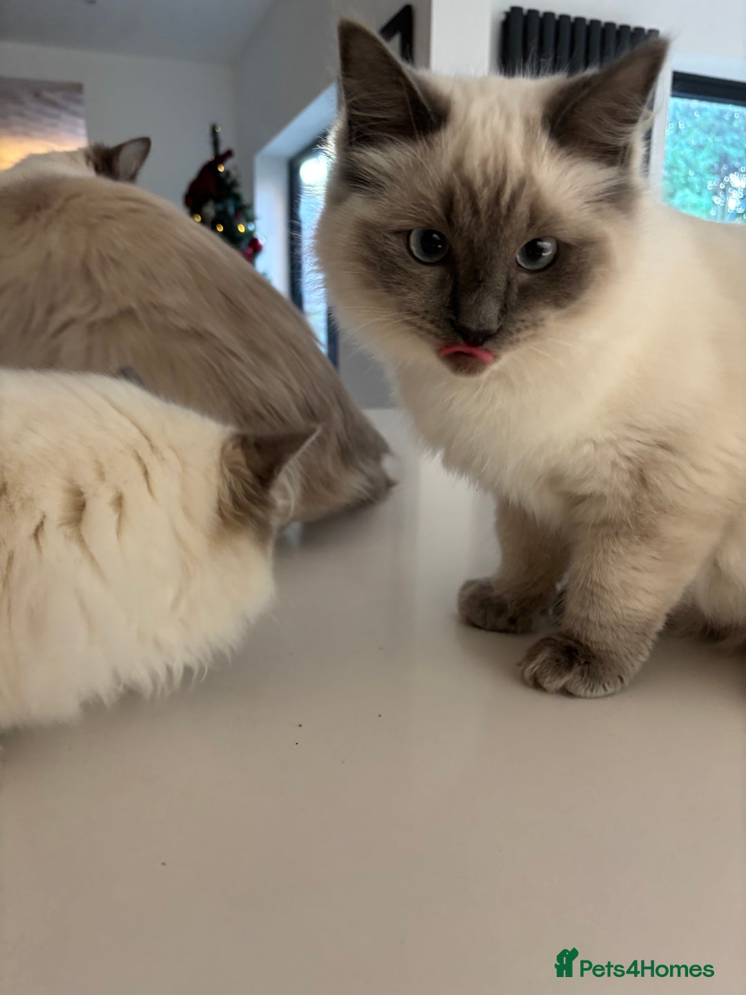 Ragdoll cats for sale: Last of litter ragdoll kittens  - Advert 3