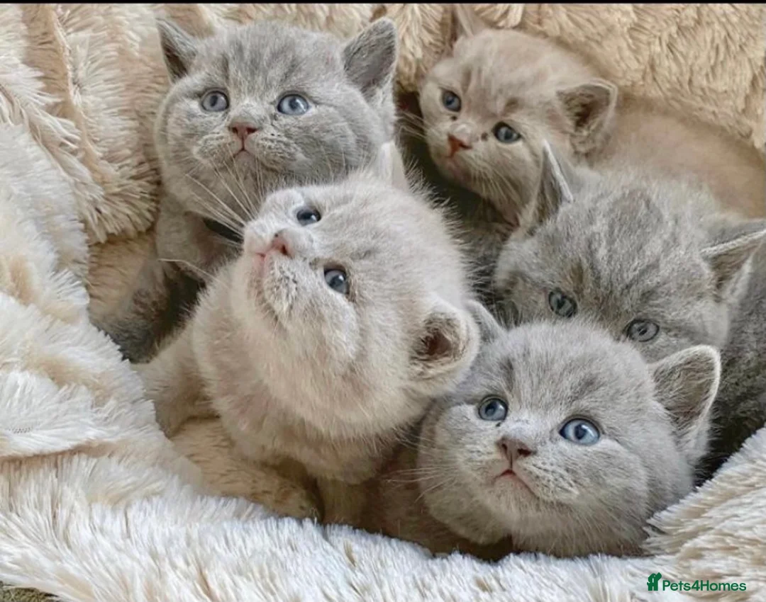 British Shorthair cats for stud: ⭐️ Beautiful blue stud Derbyshire ⭐️ in Derby - Advert 8