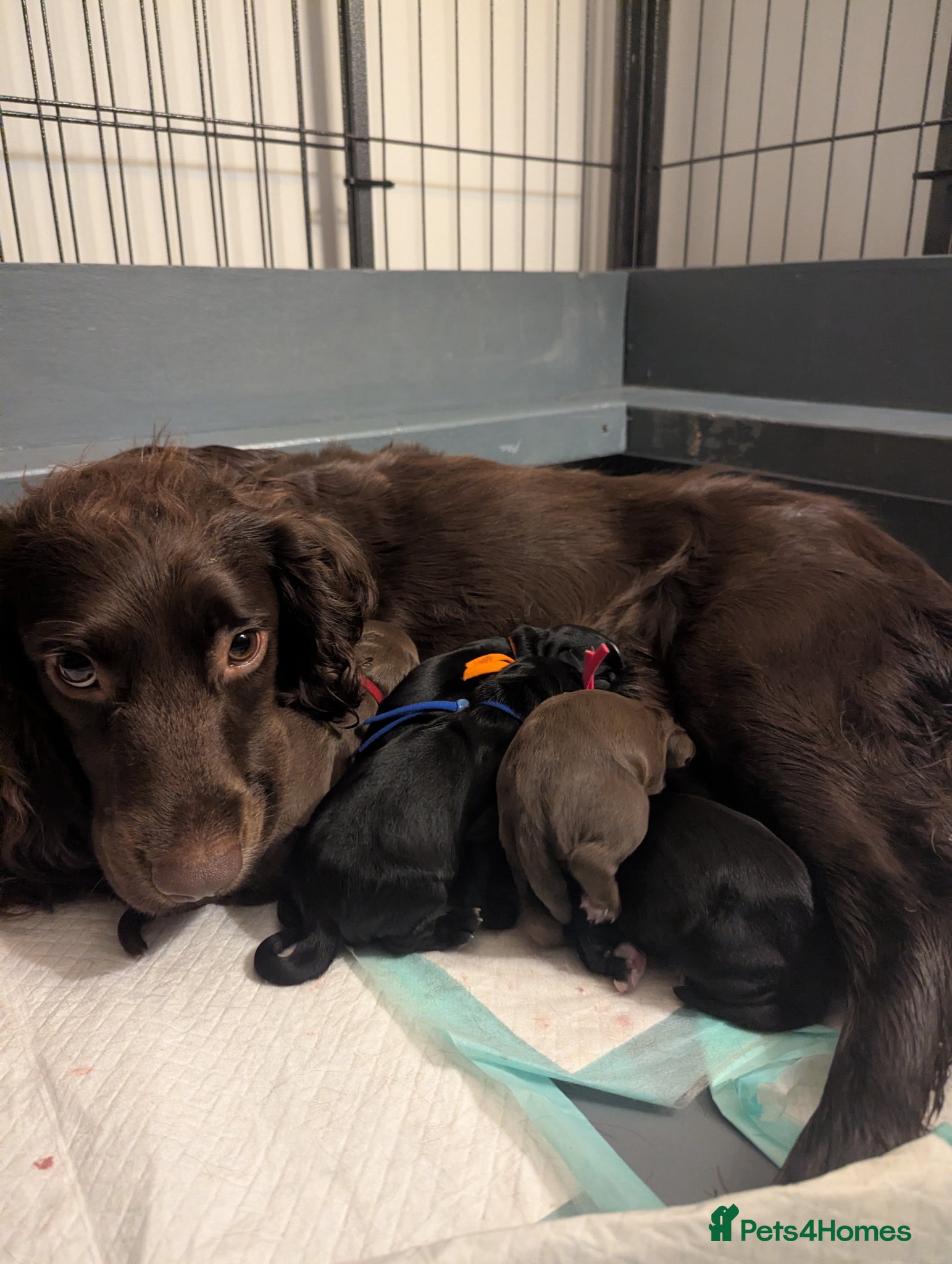 Sprocker dogs Beautiful Sprocker Puppies  - Advert 2