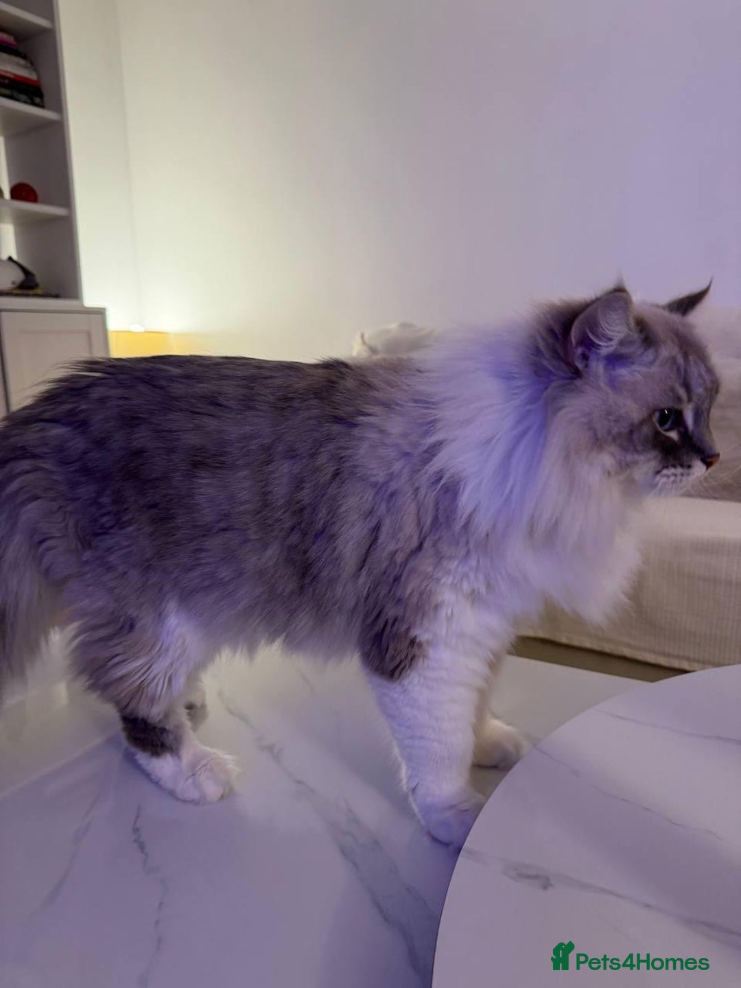 Siberian cats for sale: Rare Siberian Cats Available😻💯 - Advert 10