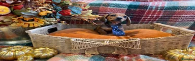 Miniature Dachshund 1