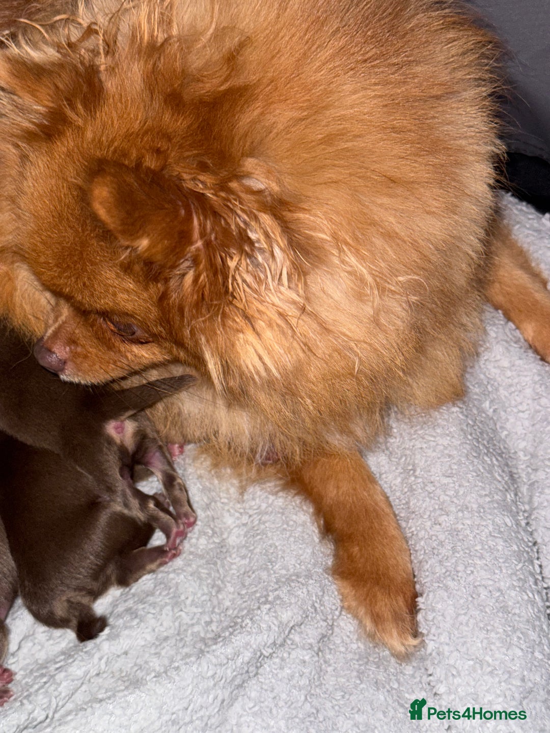 Pomeranian dogs for sale: 2 beautiful Pomeranian's left, boy/girl - Advert 8