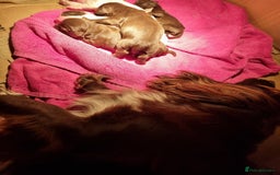 Sprocker dogs for sale: 6 gorgeous sprocket puppies  - Image 2