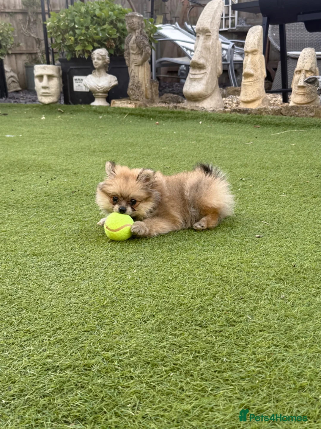 Pomeranian dogs for sale: Male Pomeranian  in Bath - Advert 6