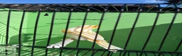Canaries birds for sale: Canaries  - Advert 26