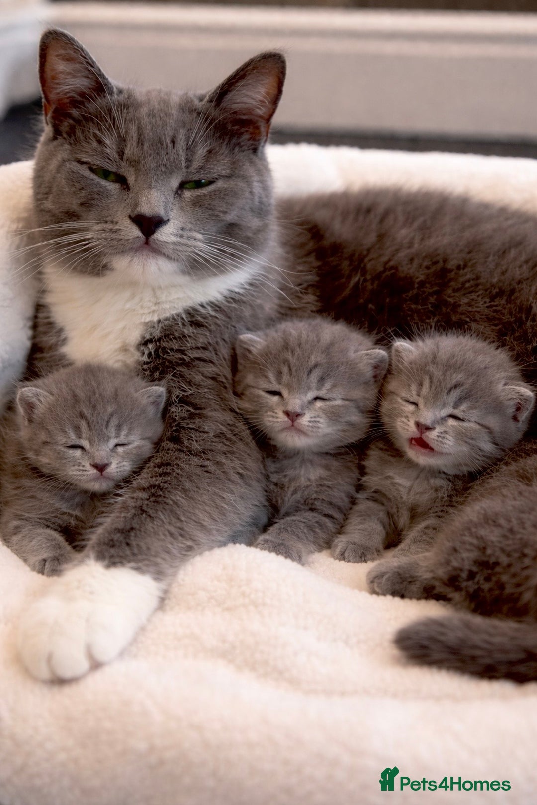 British Shorthair cats for sale: The cutest British Shorthair Grey Kittens  - Advert 1