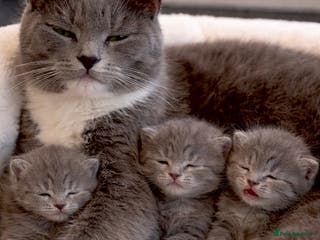 British Shorthair cats The cutest British Shorthair Grey Kittens - Advert 1