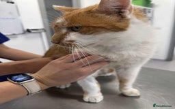 Mixed Breed cats for adoption: King Arthur for adoption - Image 3