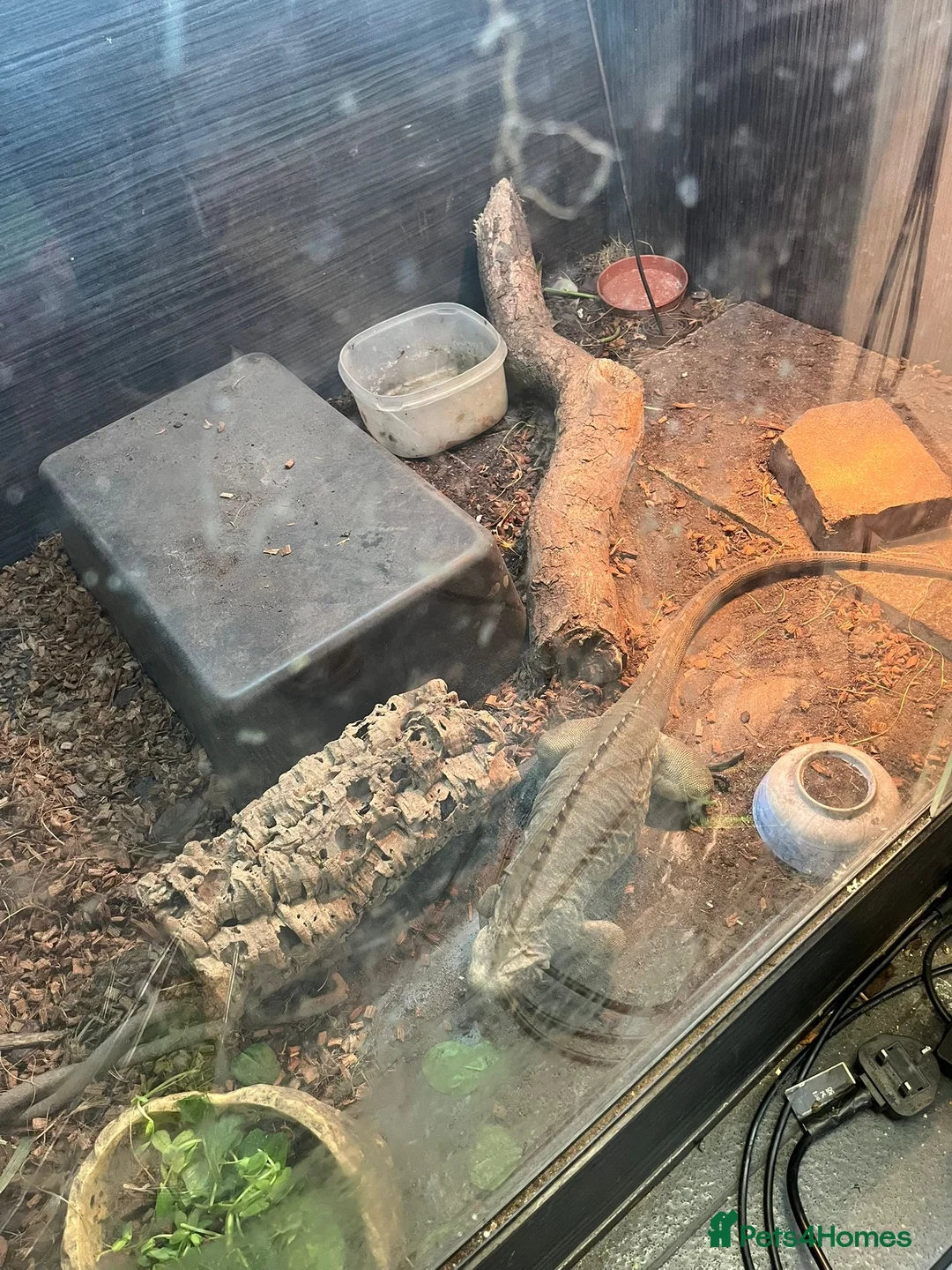 Iguana reptiles for sale: Rhino iguana - Advert 3