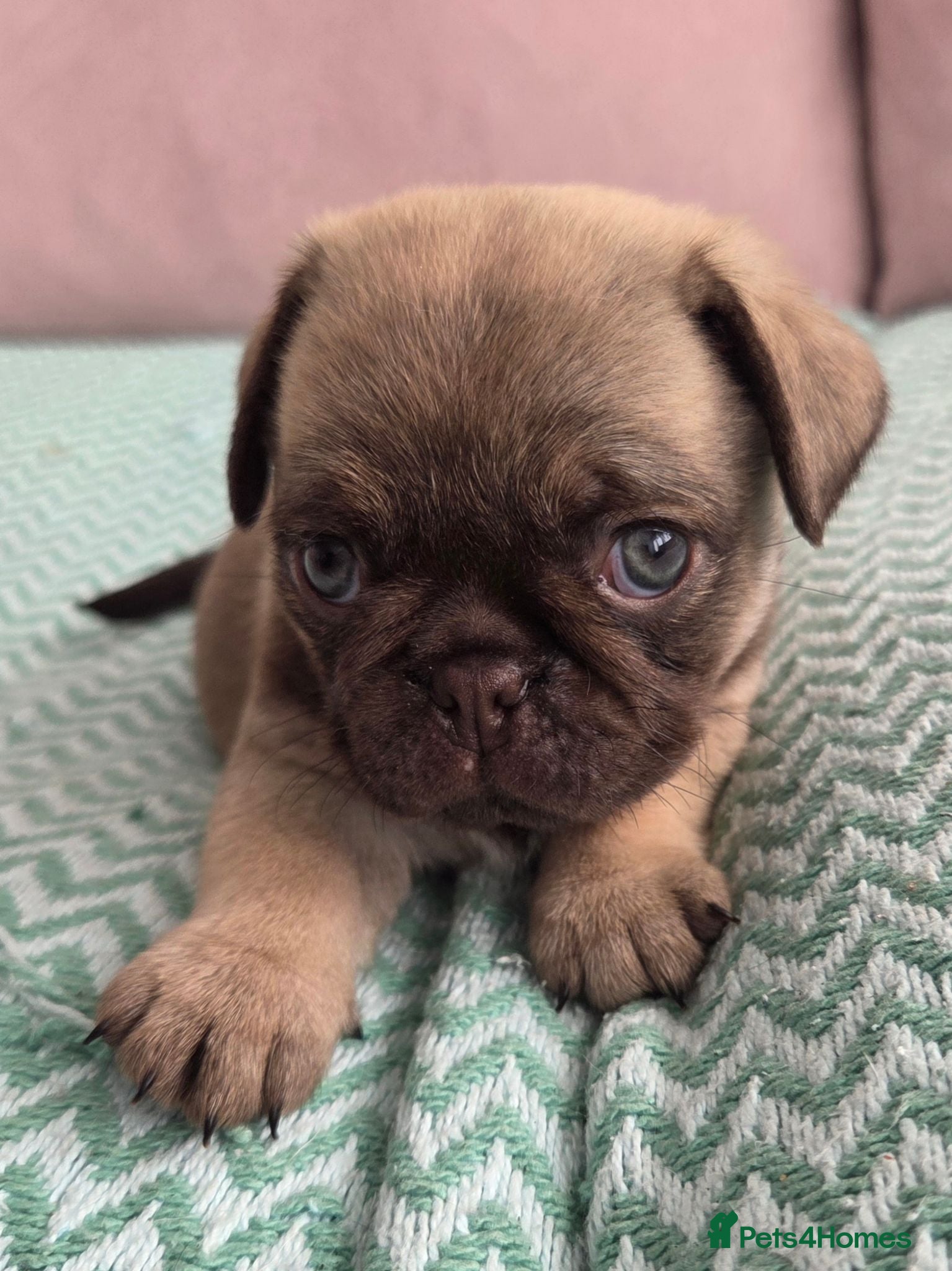 Pug dogs Final Choco Boy green eyes from Royal Blue Litter - Advert 2