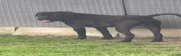 Cane Corso dogs for sale: Uk founder of the CANE CORSO - Advert 3