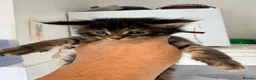 Maine Coon cats for sale: 😻Loving & Beautifully Bred Maine Coon Kittens - Advert 9