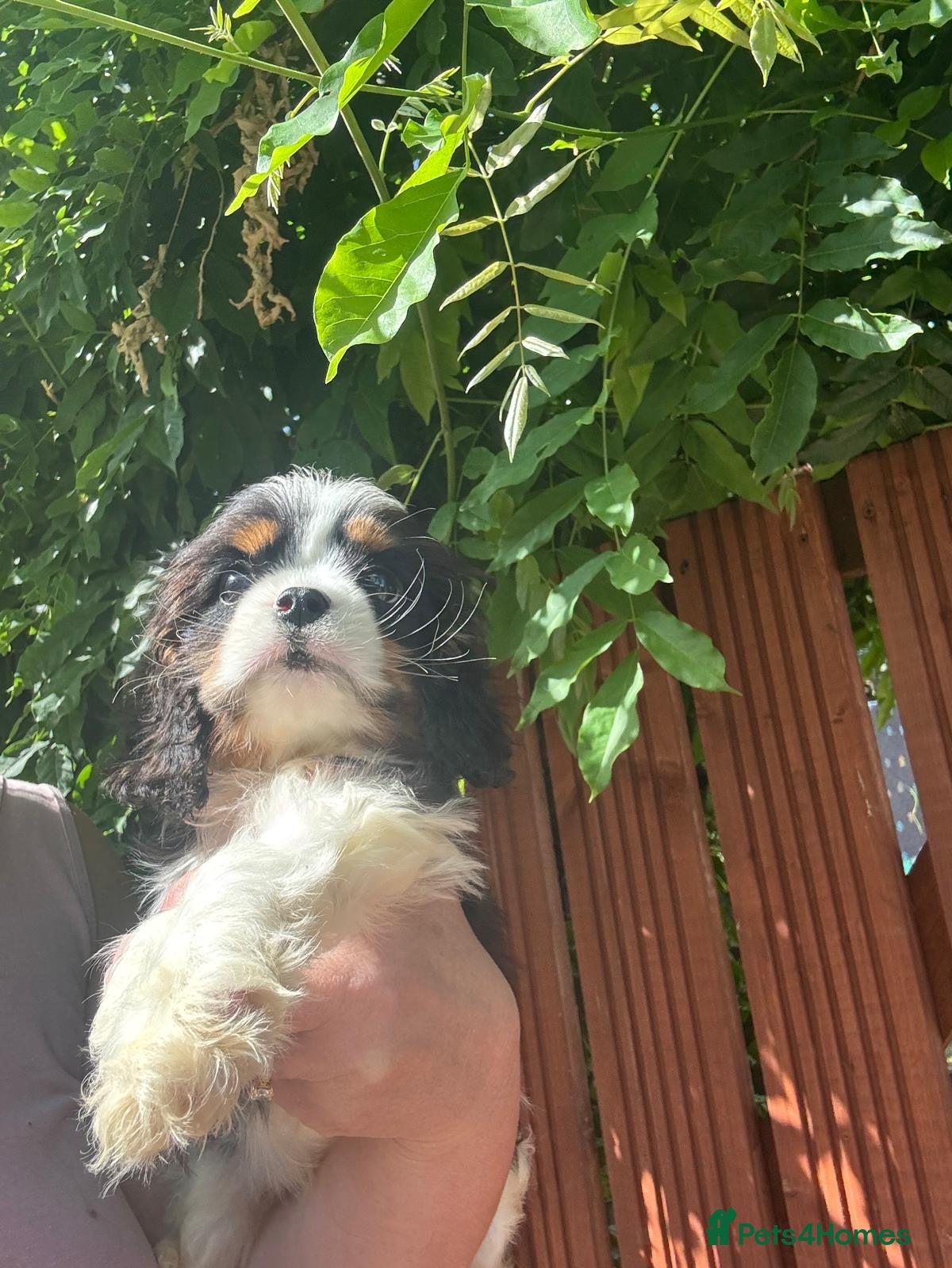 Cavalier King Charles Spaniel dogs Cavalier King Charles spaniel  - Advert 6