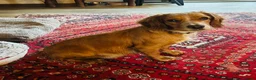 Cocker Spaniel dogs for sale: GORGEOUS COCKER SPANIEL GIRL - Advert 1