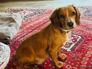 Cocker Spaniel dogs GORGEOUS COCKER SPANIEL GIRL - Advert 16