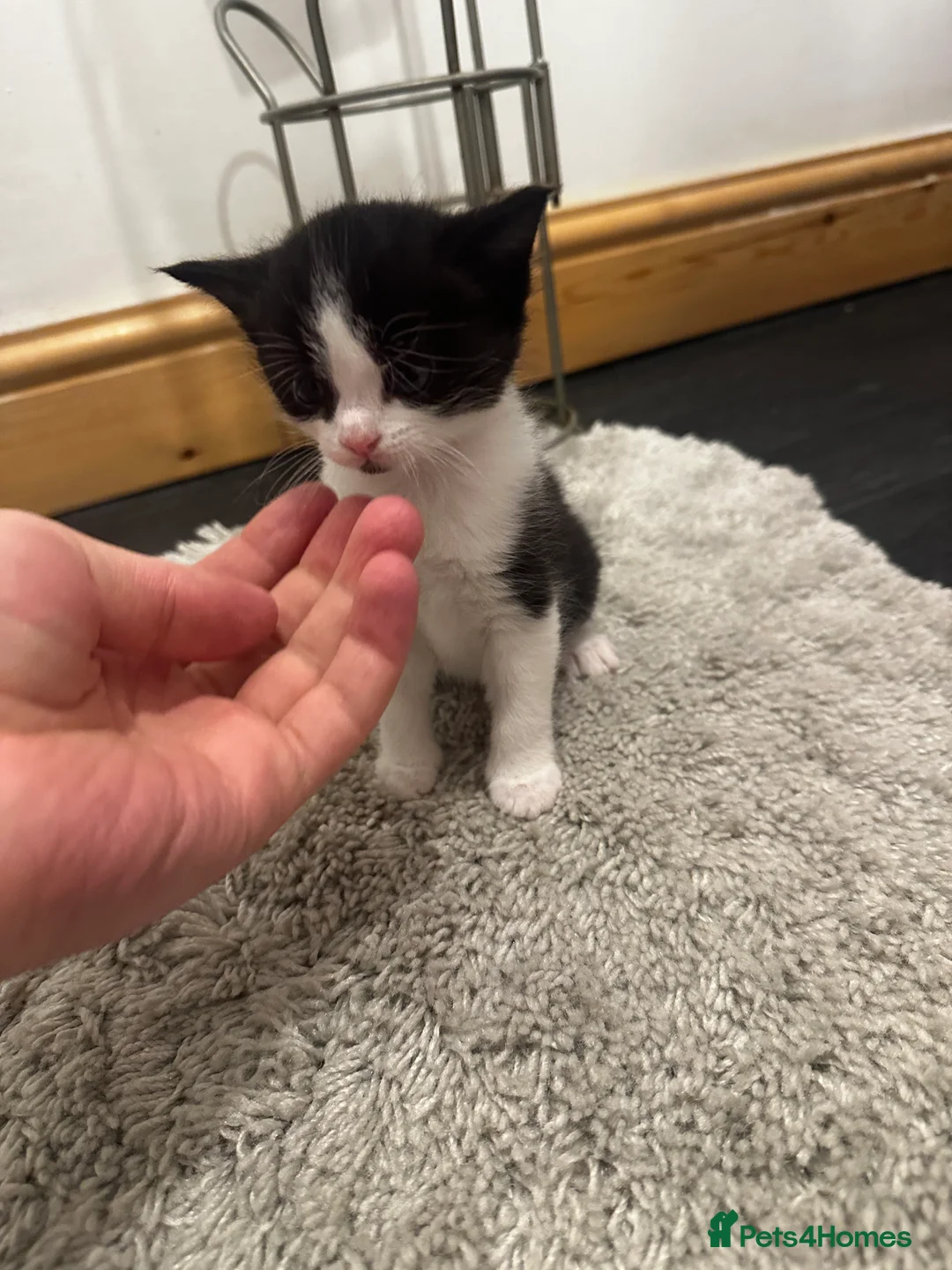 Mixed Breed cats for sale: 4 Lovely kittens  in Accrington - Advert 2
