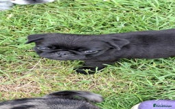 Pug dogs for sale: Pug puppies-Merle, panda and koi - Image 23