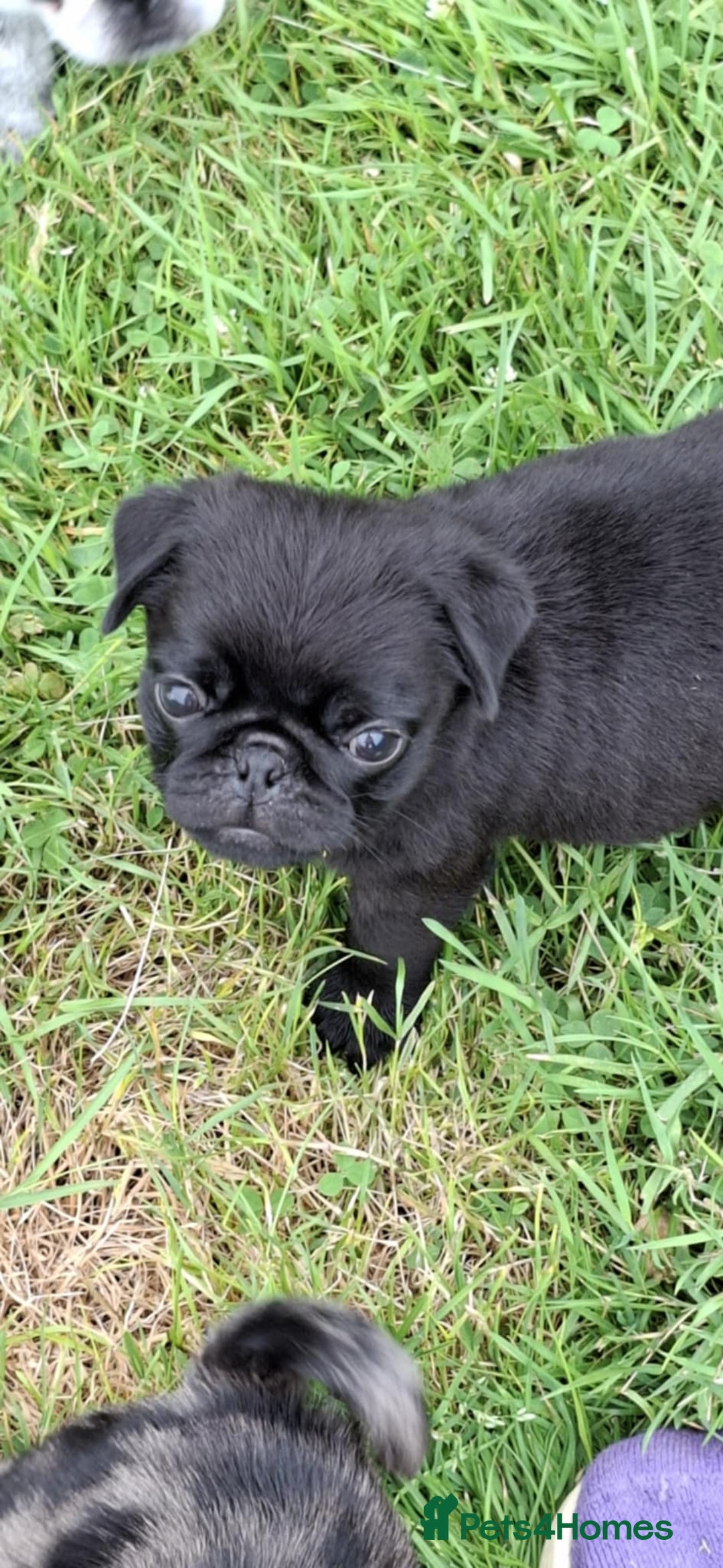 Pug dogs for sale: Pug puppies-Merle, panda and koi - Image 23