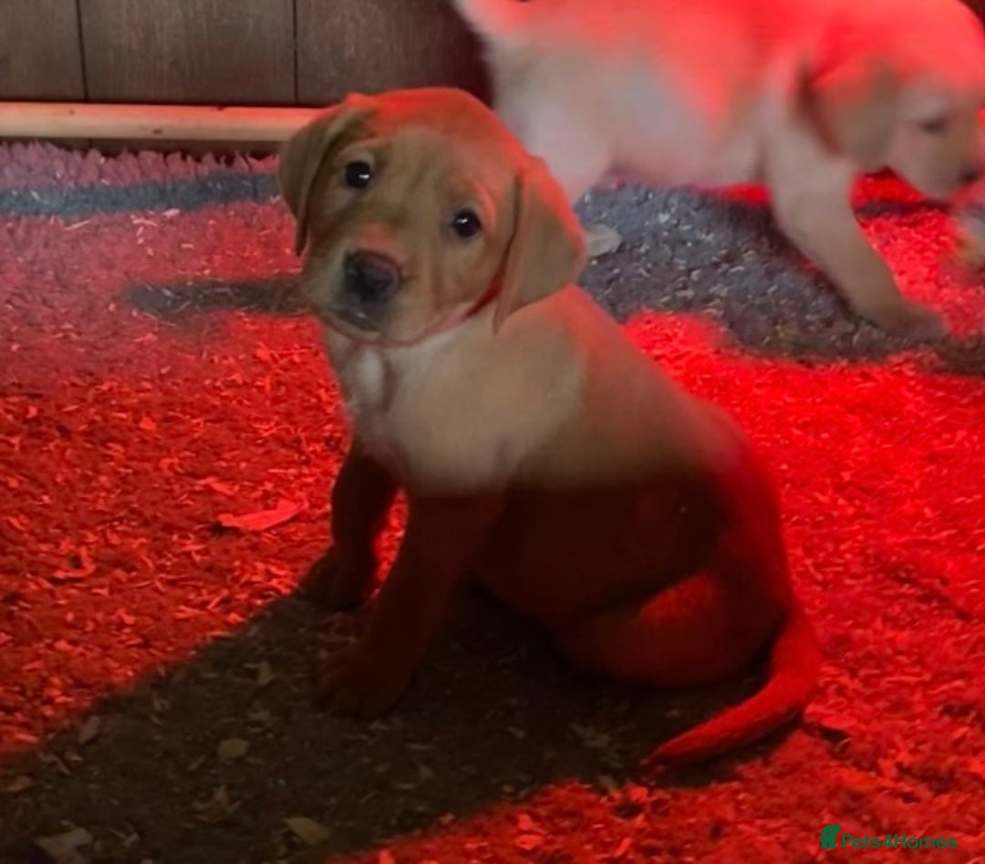 Labrador Retriever dogs for sale: Gorgeous Labrador puppies for sale - Image 25