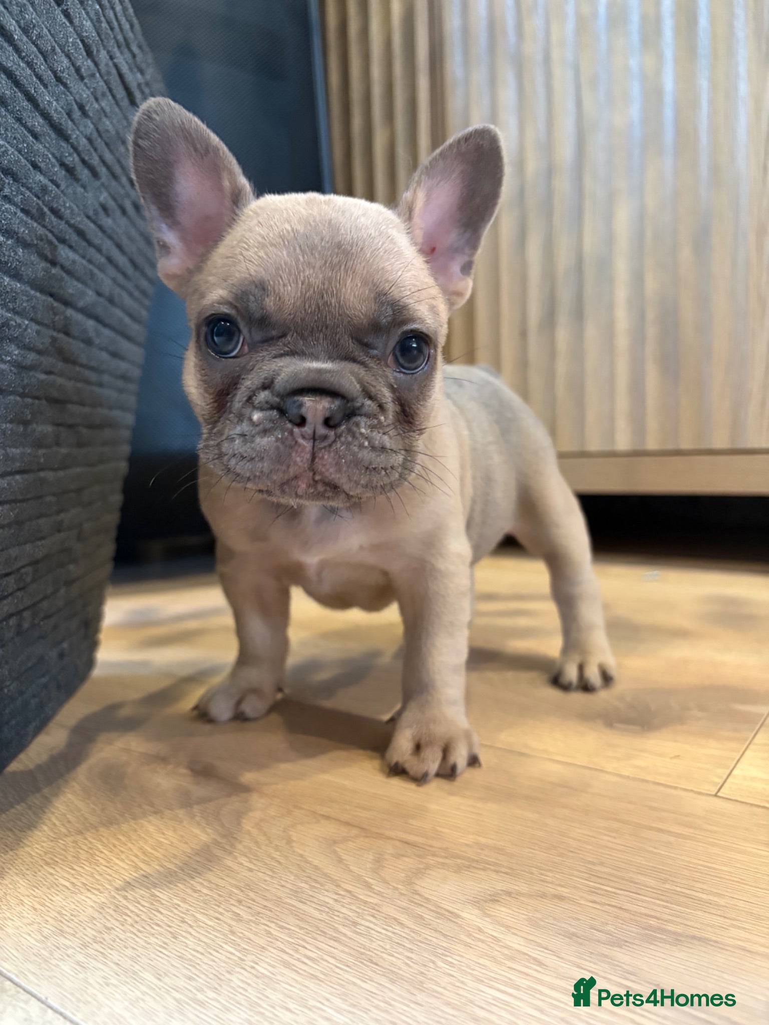 French Bulldog dogs Beautiful French Bulldog Puppies  - Advert 2