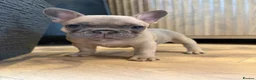 French Bulldog dogs for sale: Beautiful French Bulldog Puppies  in Forfar - Advert 1