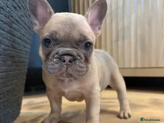 French Bulldog dogs Beautiful French Bulldog Puppies - Advert 12