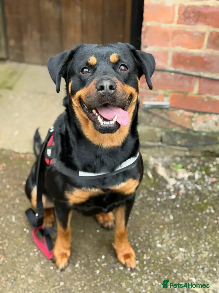 Rottweiler dogs Mini  - Advert 1