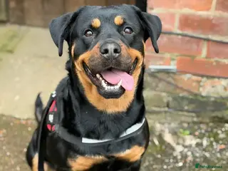 Rottweiler dogs Mini - Advert 1