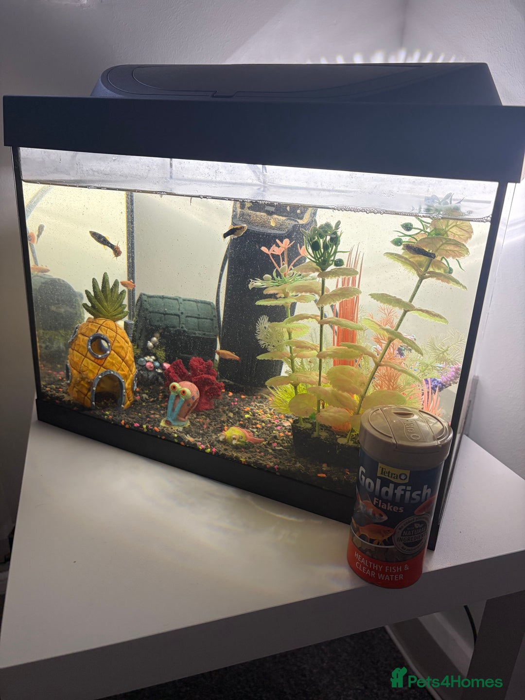 Fancy Goldfish fish for sale: goldfish - Advert 3