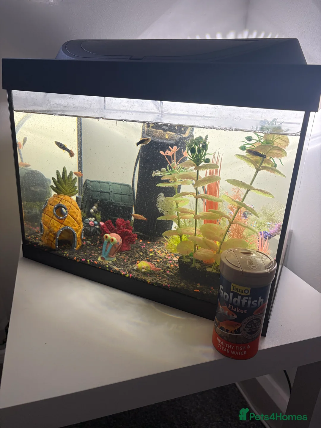 Fancy Goldfish fish for sale: goldfish - Advert 3