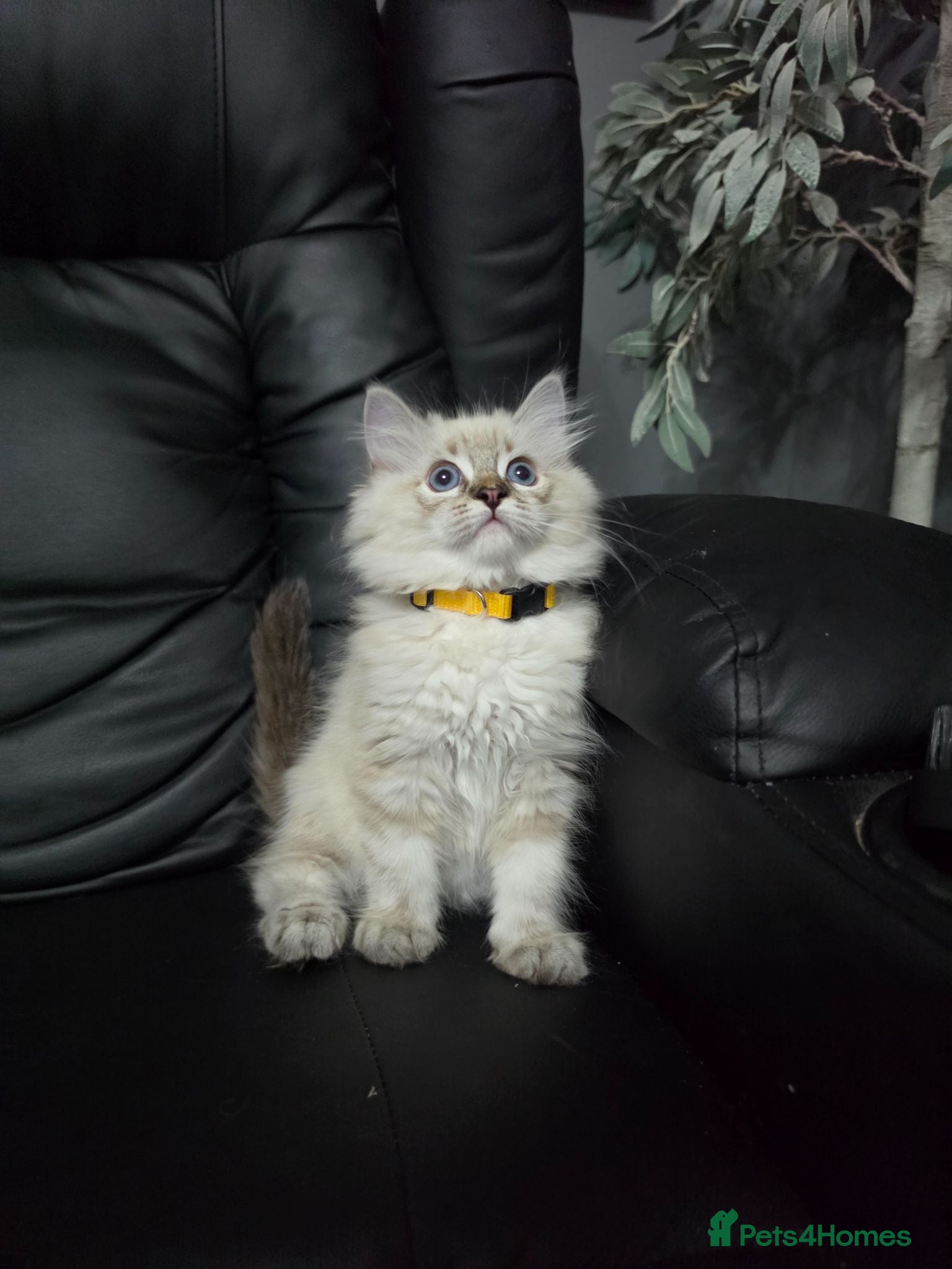 Persian cats Persain chinchilla blue eyes colourpoint kittens   - Advert 2