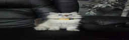 Persian cats for sale: Persain chinchilla blue eyes colourpoint kittens   - Advert 24