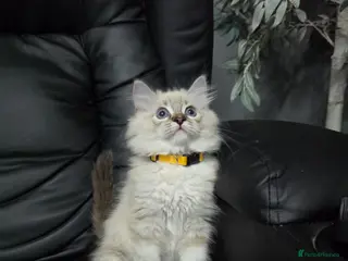 Persian cats Persain chinchilla blue eyes colourpoint kittens - Advert 2