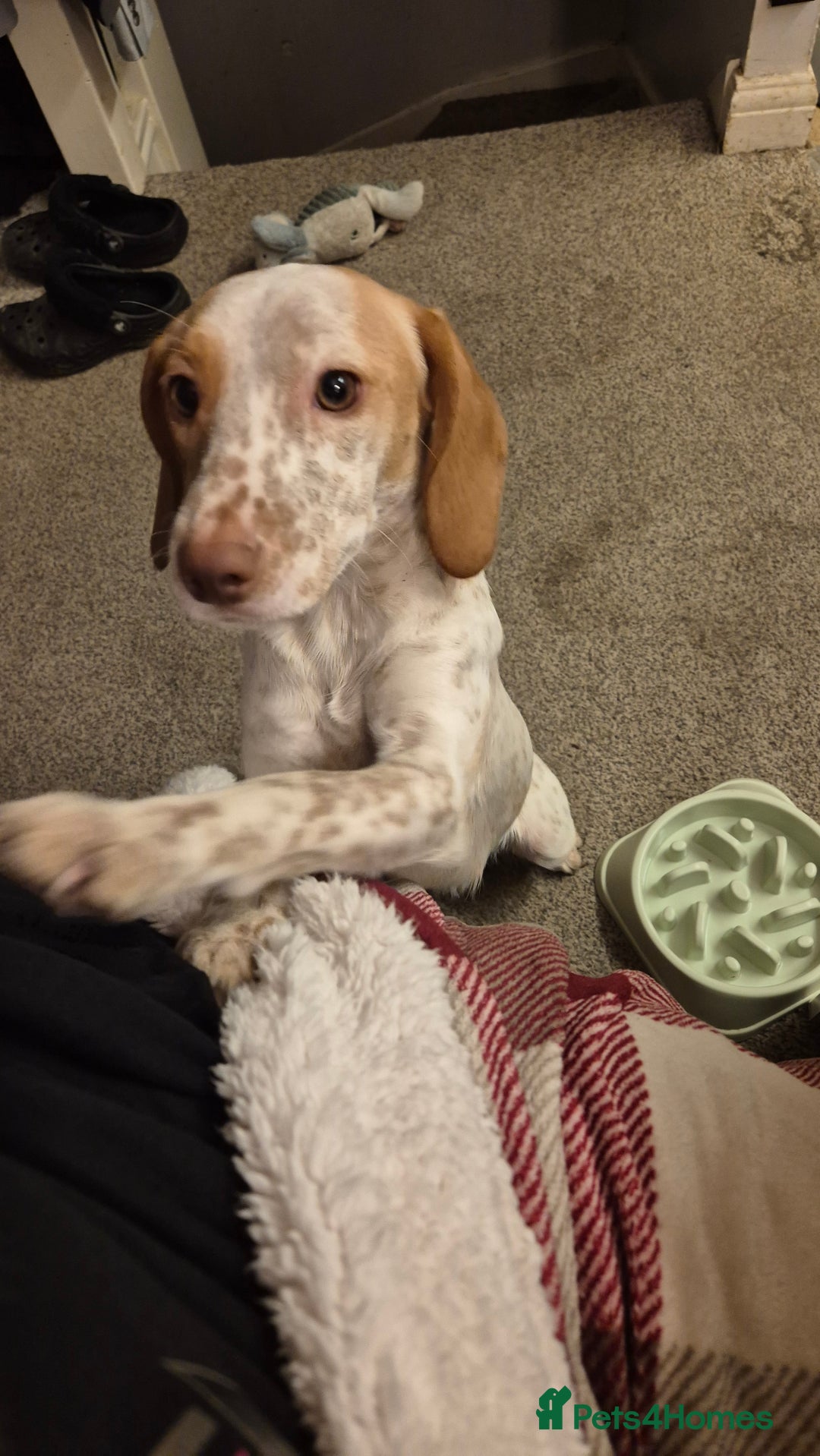 Mixed Breed dogs for sale: 18 months old  - Image 2