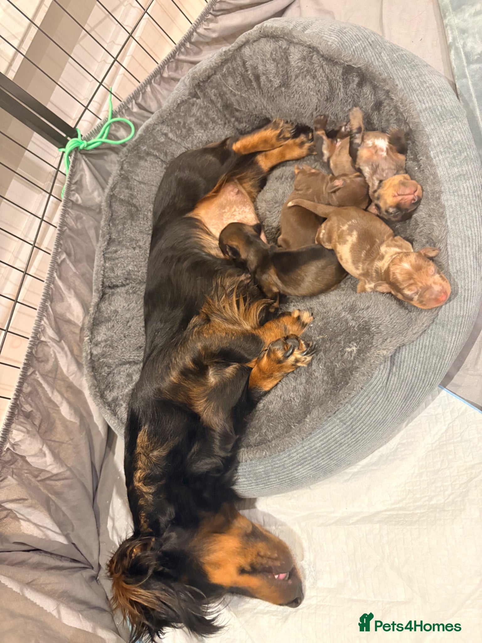 Miniature Dachshund dogs for sale: Beautiful Miniature Dachshund Puppies 🩵🩷🩷🩷 - Advert 7