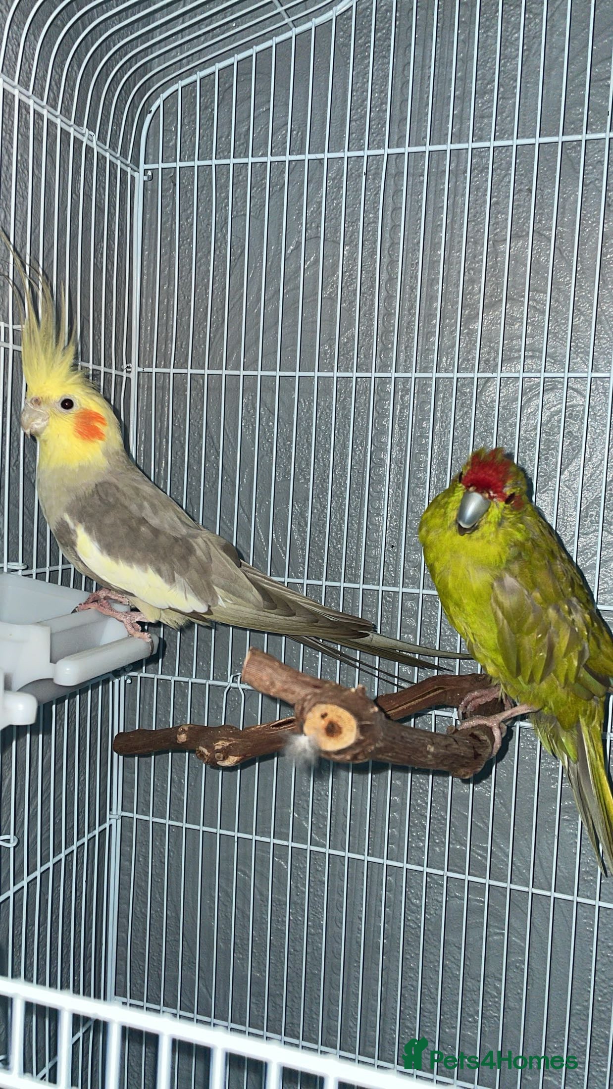 Parrots birds Cockatiel and kakariki £80 in Gateshead - Advert 1