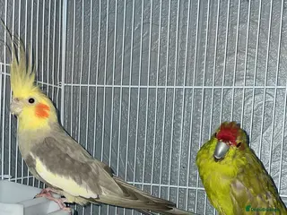 Parrots birds Cockatiel and kakariki £80 in Gateshead - Advert 1