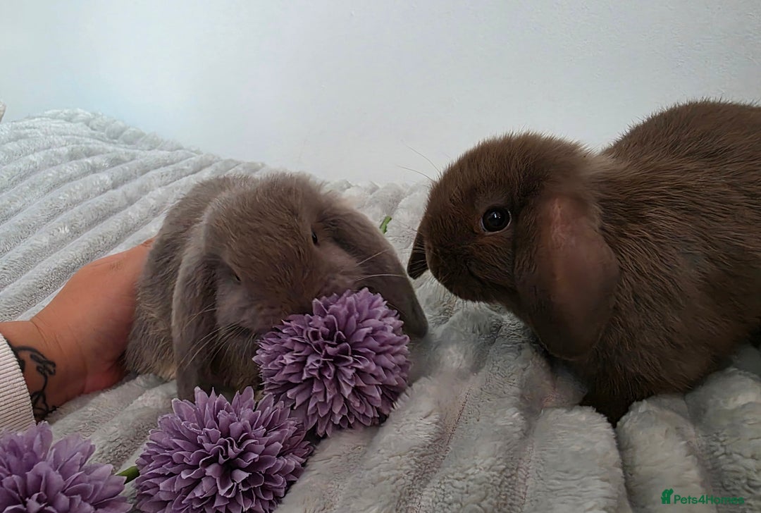 Mini Lop rabbits for sale: Left one brown mini lop girl!!! - Image 3