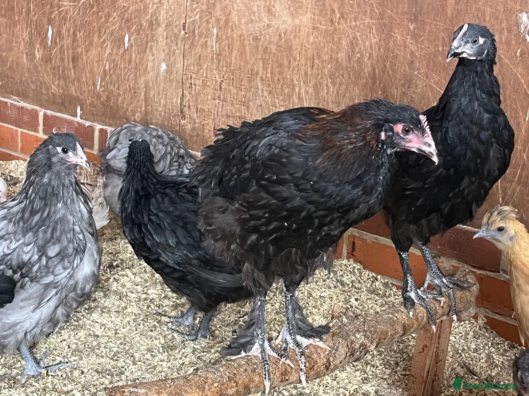 Chickens poultry for sale: Blue and black copper marans - Advert 3
