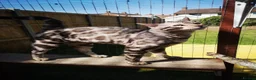 Bengal cats for stud: Bengal boy stud duties only - Advert 9