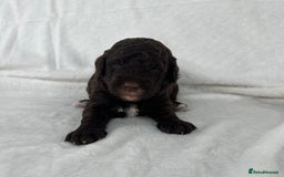 Goldendoodle dogs for sale: Beautiful litter of Goldendoodles  - Image 4