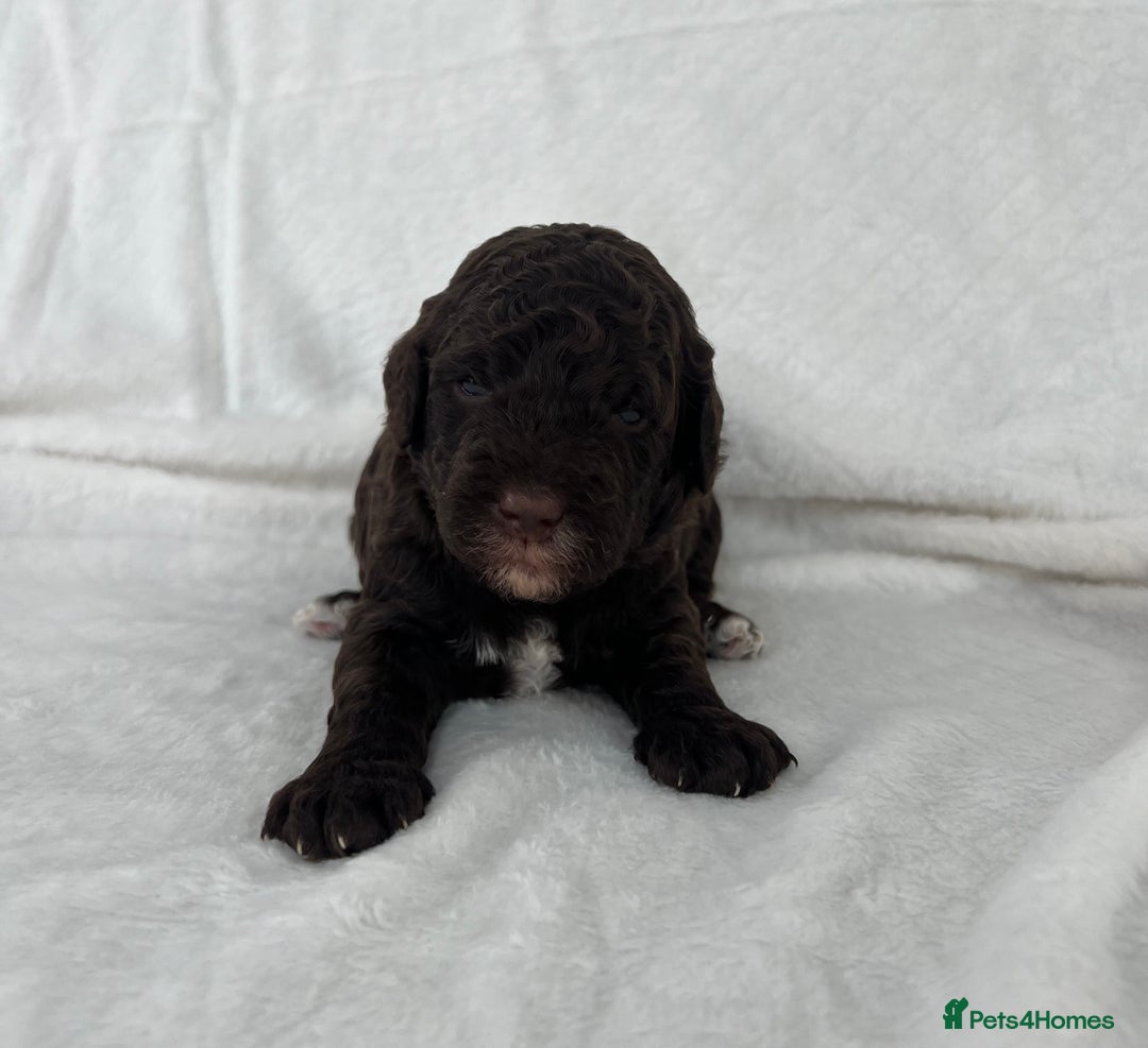 Goldendoodle dogs for sale: Beautiful litter of Goldendoodles  - Image 4