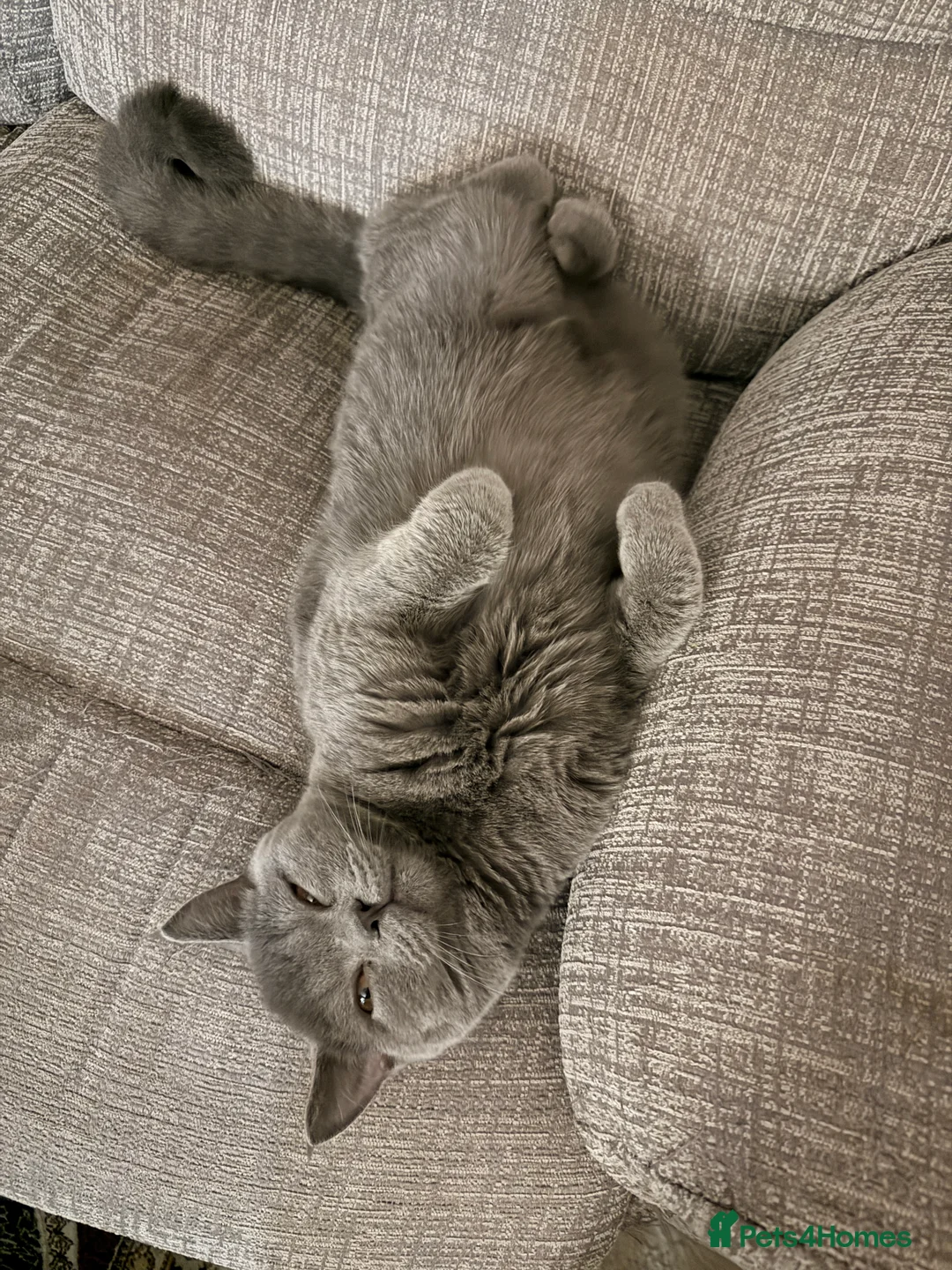 British Shorthair cats for sale: British short hair - Advert 2