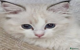 Ragdoll cats for sale: Stunning Seal lynx bicolour pedigree ragdoll girl - Image 8