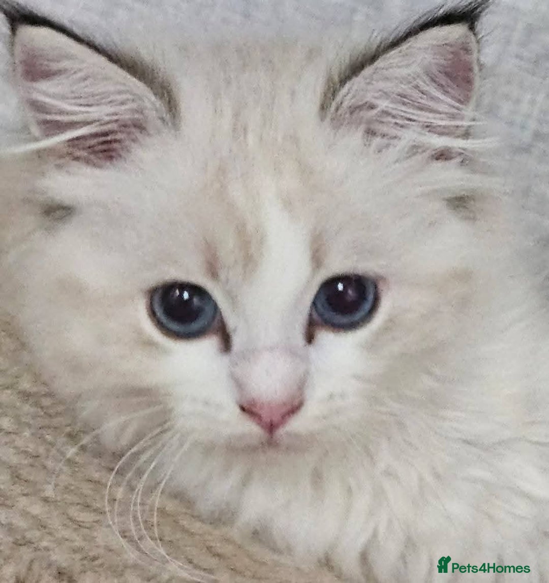 Ragdoll cats for sale: Stunning Seal lynx bicolour pedigree ragdoll girl - Image 8