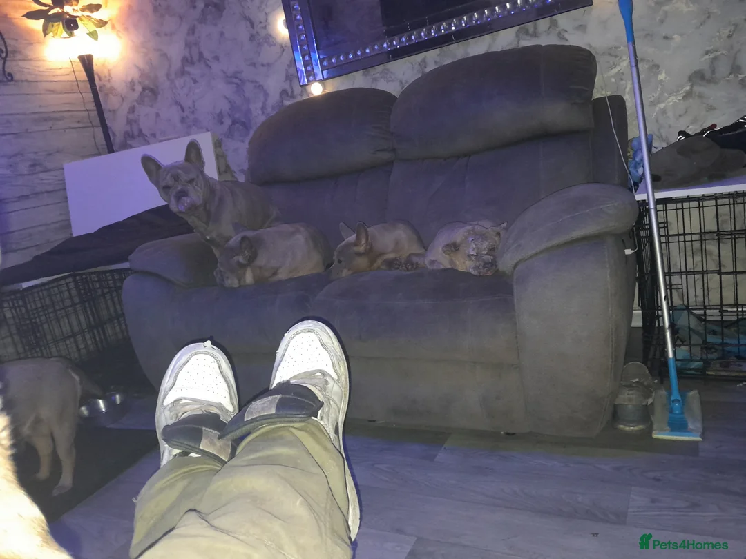 Mixed Breed dogs for sale: French bulldog x - Advert 16